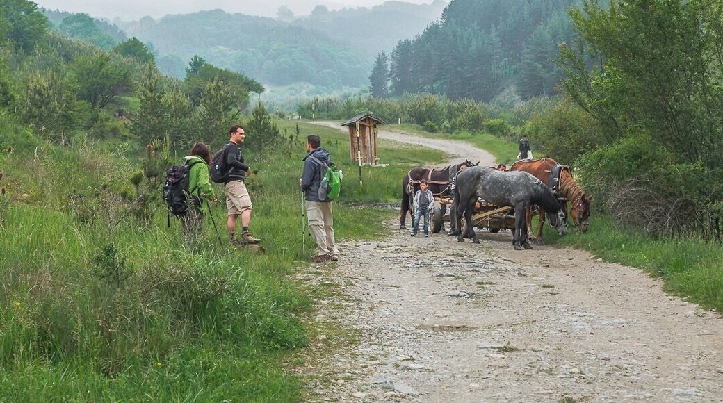 Footpath leading into Vitosha Mountain