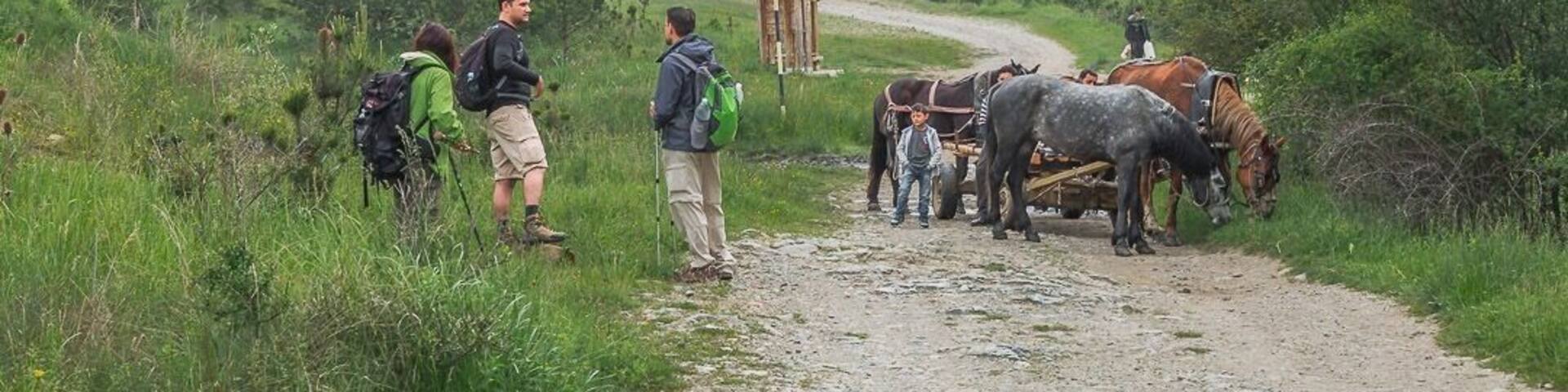 Footpath leading into Vitosha Mountain