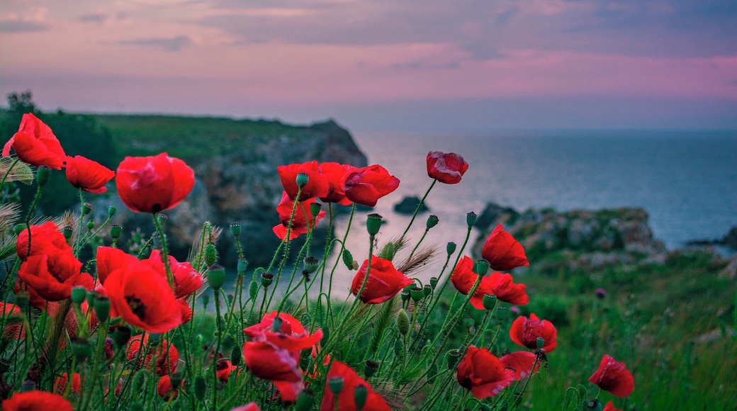 Poppies waiting for the sunrise.