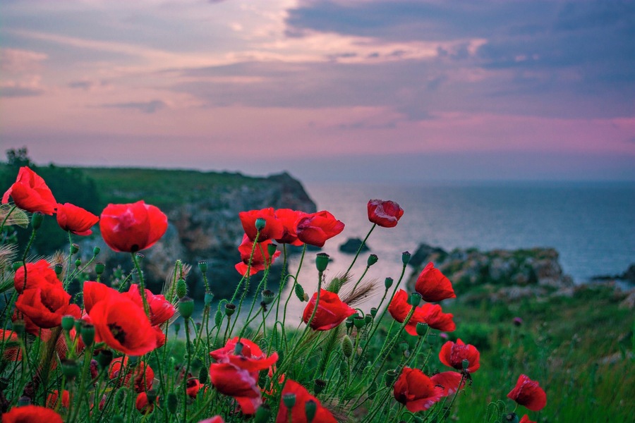 Poppies waiting for the sunrise.