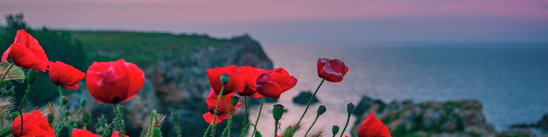 Poppies waiting for the sunrise.