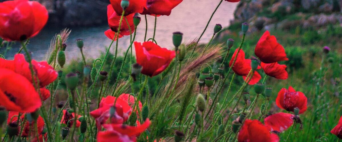 Poppies waiting for the sunrise.