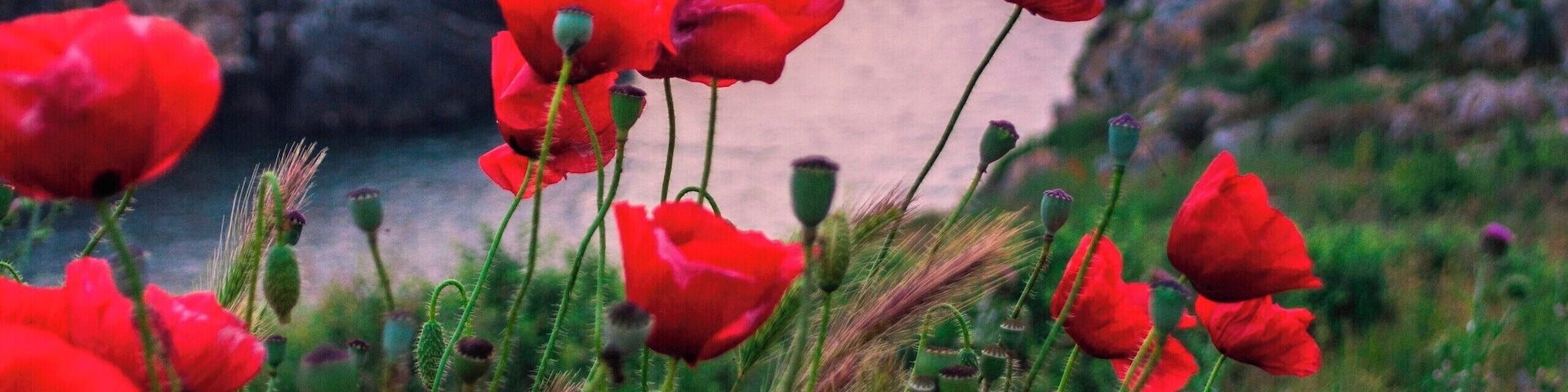Poppies waiting for the sunrise.