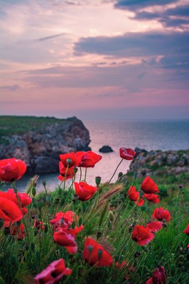 Poppies waiting for the sunrise.