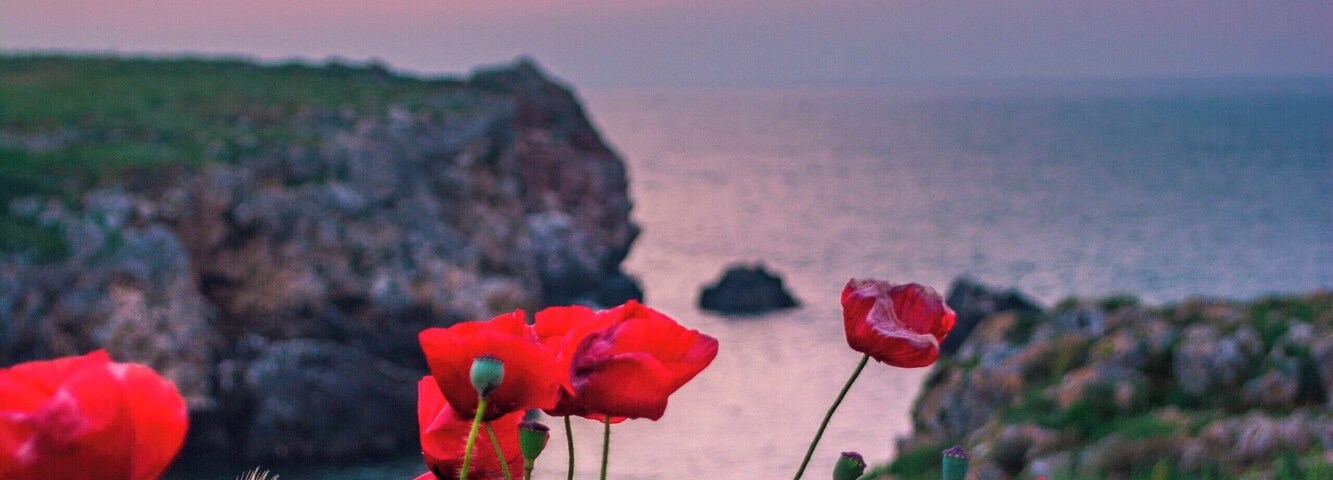 Poppies waiting for the sunrise.