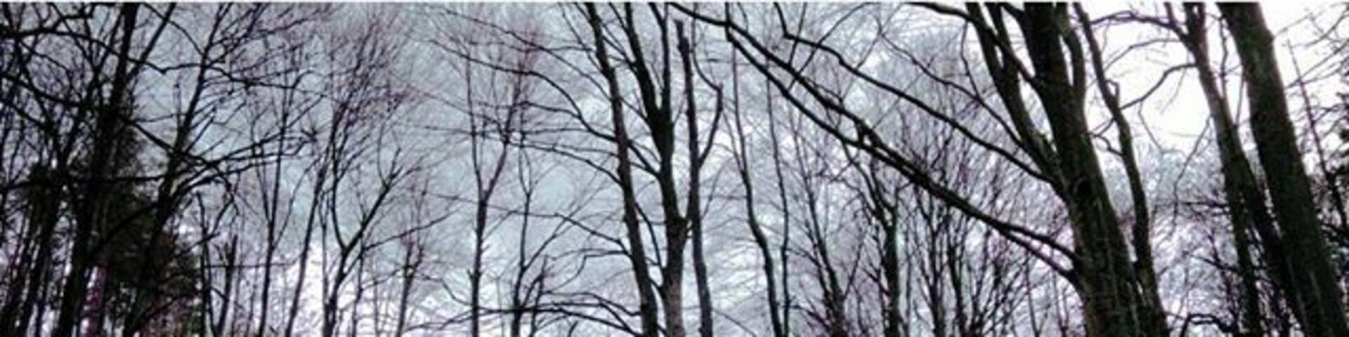 Bulgarian horror story