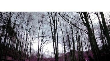 Bulgarian horror story