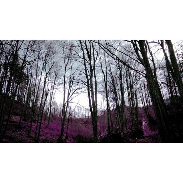 A forest with bare trees and purple foliage.