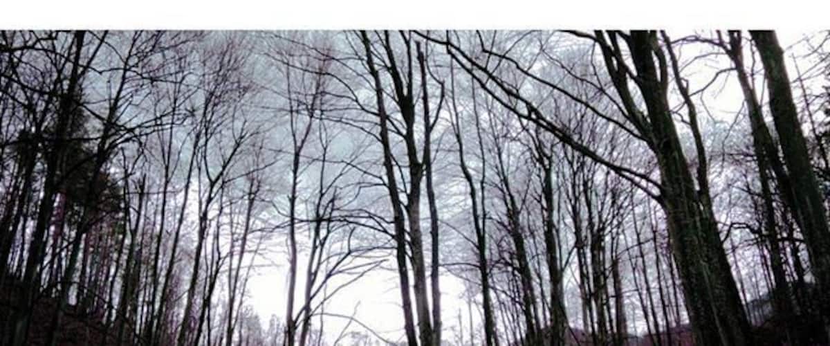 A forest with bare trees and purple foliage.