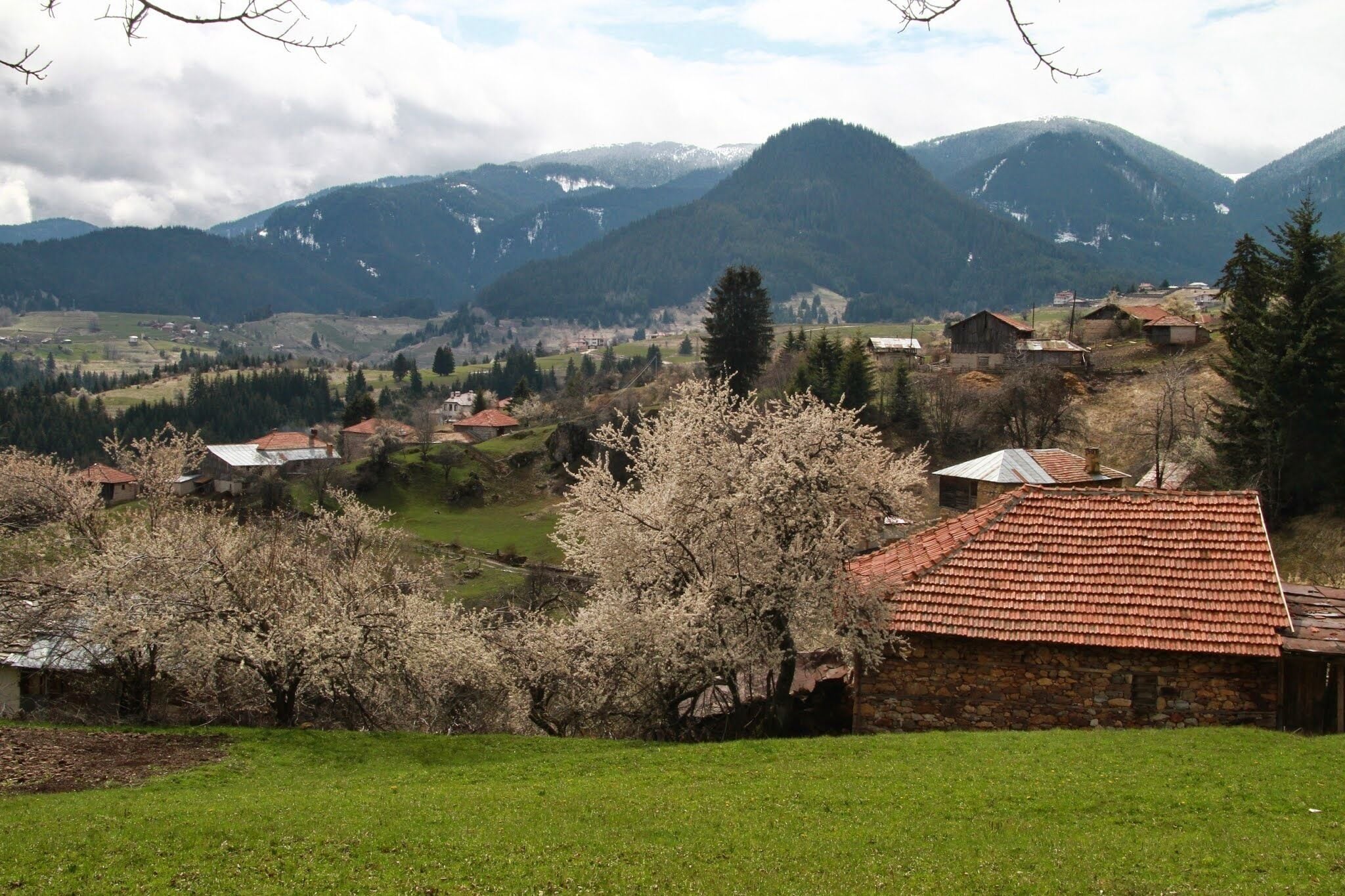 A rural village with traditional houses, blooming trees, and snow-capped mountains in the background.