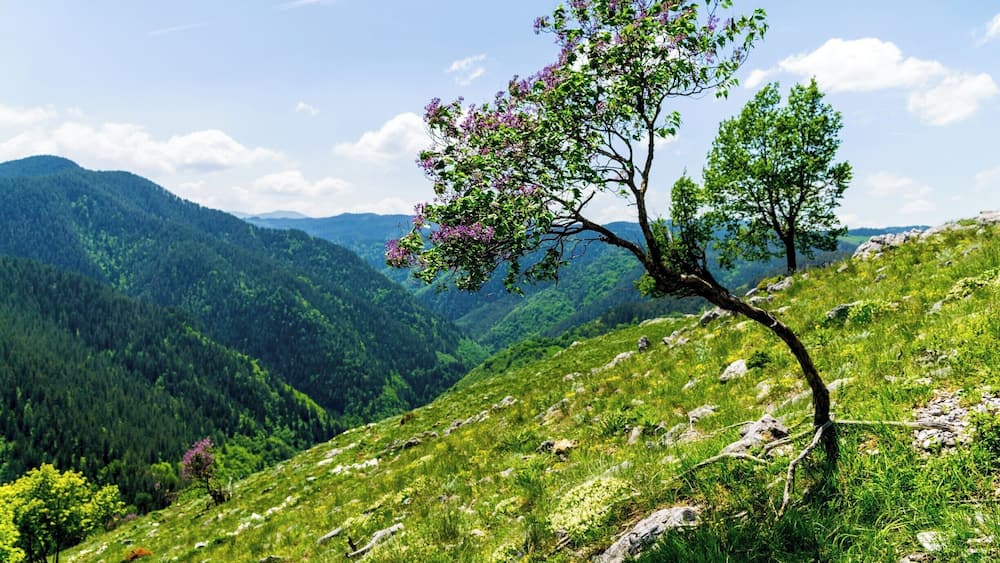 It's near the panorama view "Orlovo oko" in Rhodope Mountains, Bulgaria. #Bulgaria #mountain