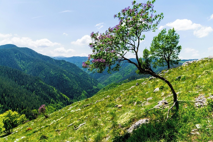It's near the panorama view "Orlovo oko" in Rhodope Mountains, Bulgaria. #Bulgaria #mountain