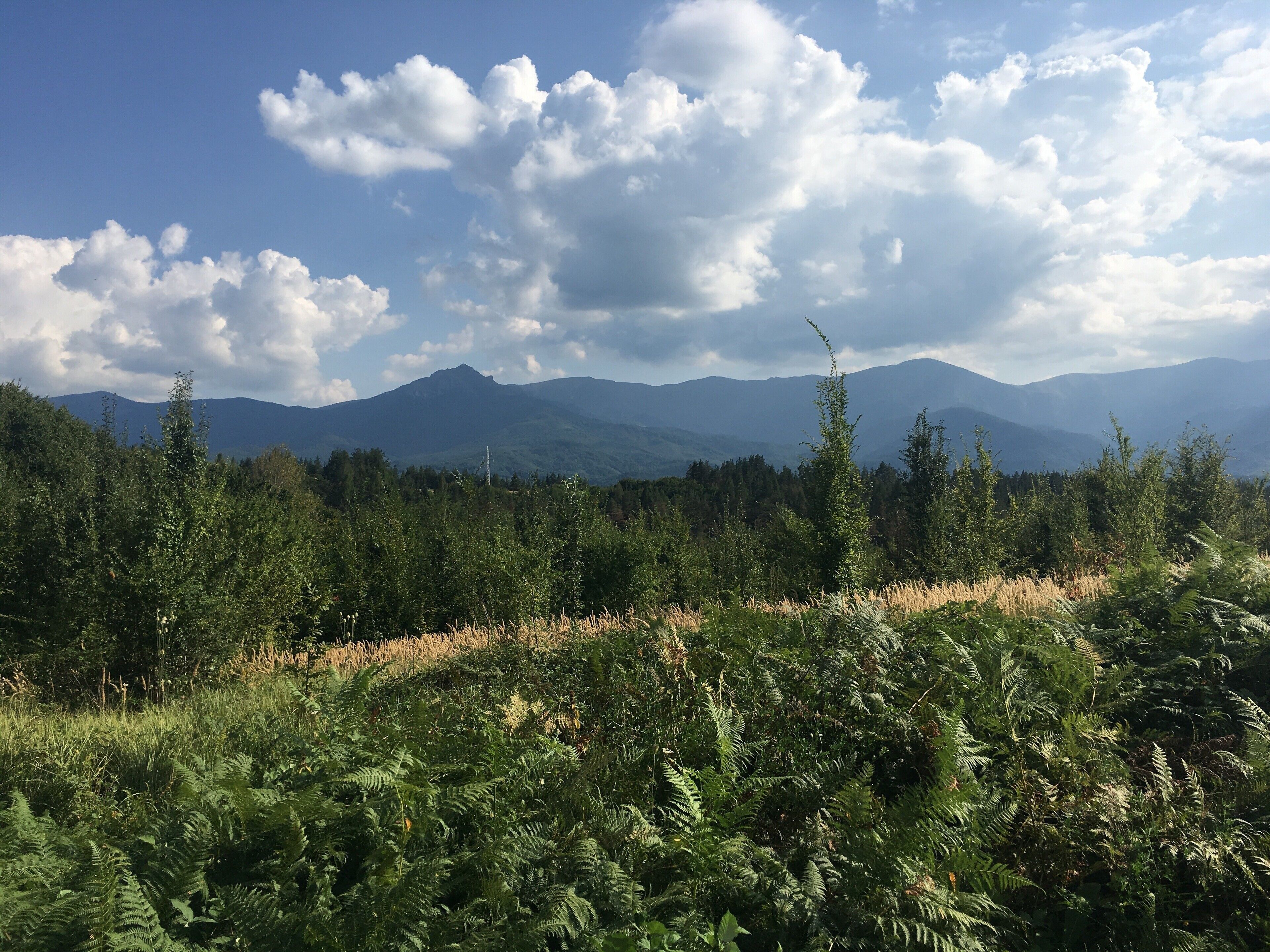 A mountainous landscape with dense forests and ferns.