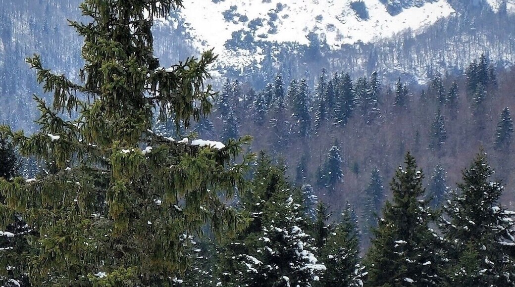 Igman is a mountain plateau in central Bosnia and Herzegovina.
Geologically it is part of the Dinaric Alps, a mountain range in Southern and
South-Eastern Europe, separating the continental Balkan Peninsula from the Adriatic Sea.
