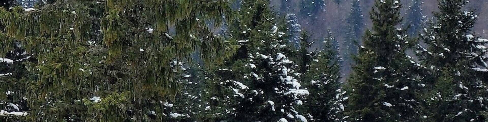 Igman is a mountain plateau in central Bosnia and Herzegovina.
Geologically it is part of the Dinaric Alps, a mountain range in Southern and
South-Eastern Europe, separating the continental Balkan Peninsula from the Adriatic Sea.