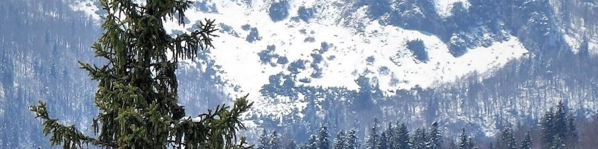 Igman is a mountain plateau in central Bosnia and Herzegovina.
Geologically it is part of the Dinaric Alps, a mountain range in Southern and
South-Eastern Europe, separating the continental Balkan Peninsula from the Adriatic Sea.