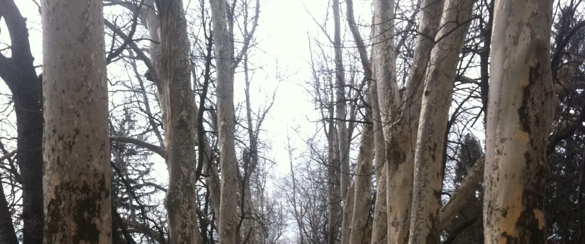 This path through the forest will lead you to the spring of Bosna river, famous tourist attraction. If you don't want to walk you can take a carriage ride.