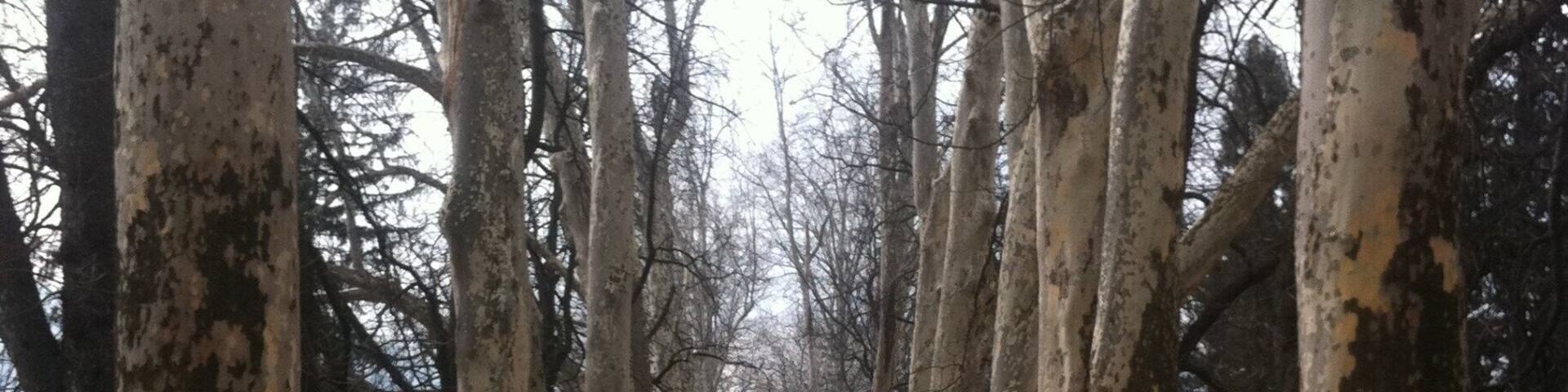 This path through the forest will lead you to the spring of Bosna river, famous tourist attraction. If you don't want to walk you can take a carriage ride.