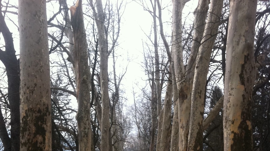 This path through the forest will lead you to the spring of Bosna river, famous tourist attraction. If you don't want to walk you can take a carriage ride.