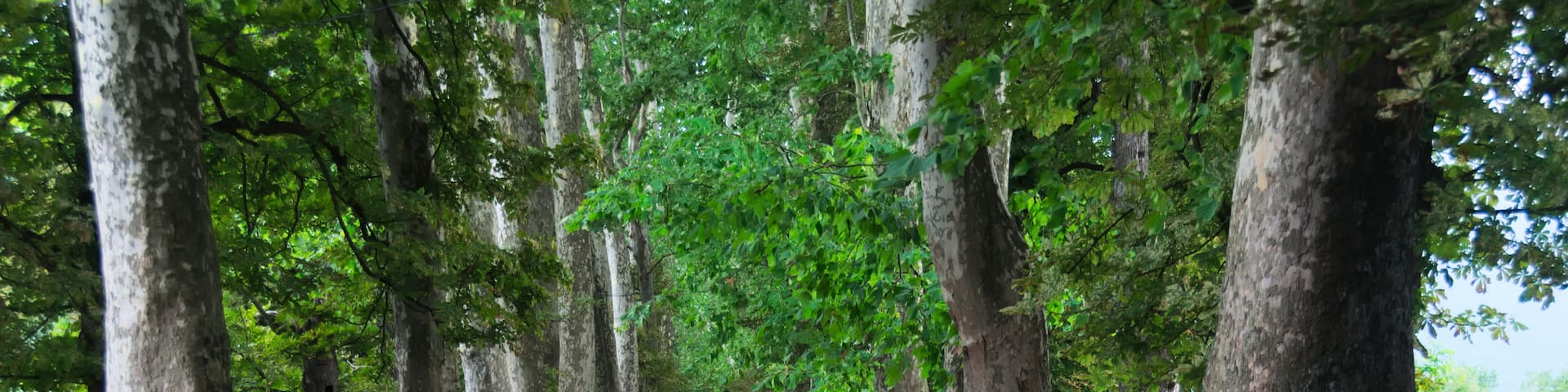 A road flanked by tall trees with a red vehicle parked on the side.