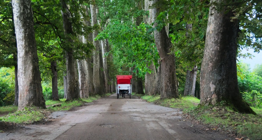 A road flanked by tall trees with a red vehicle parked on the side.