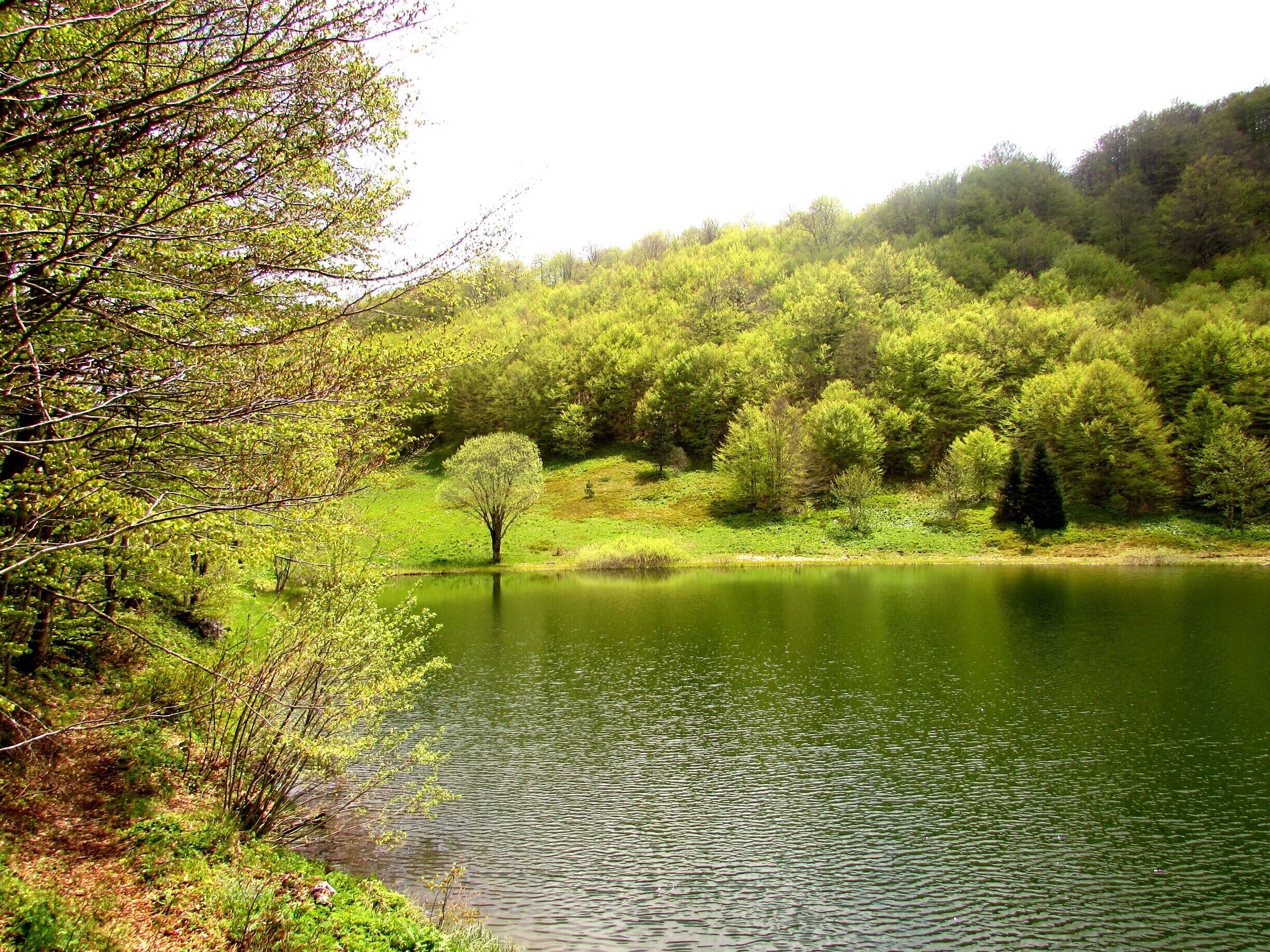 Um lago tranquilo rodeado por vegetação exuberante e árvores.