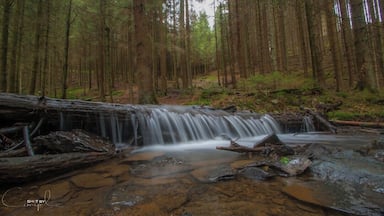 Zona boscosa con una cascada pequeña que fluye sobre rocas.