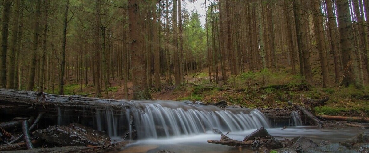 A forested area with a small waterfall flowing over rocks.
