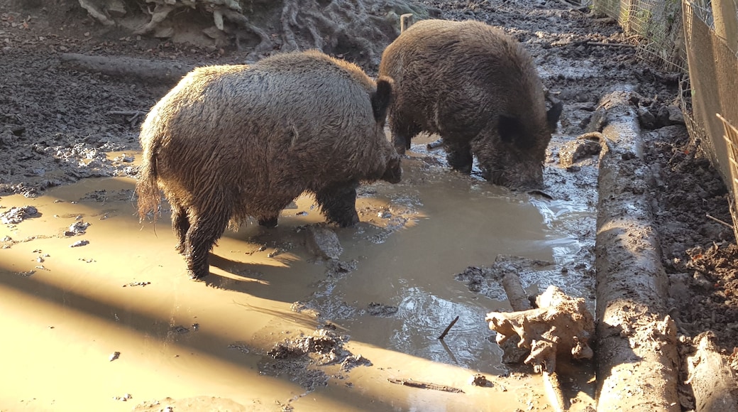 wild boar couple having a bath