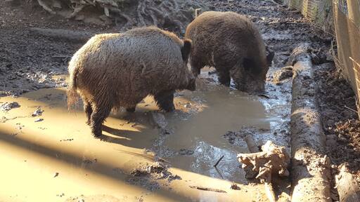 wild boar couple having a bath