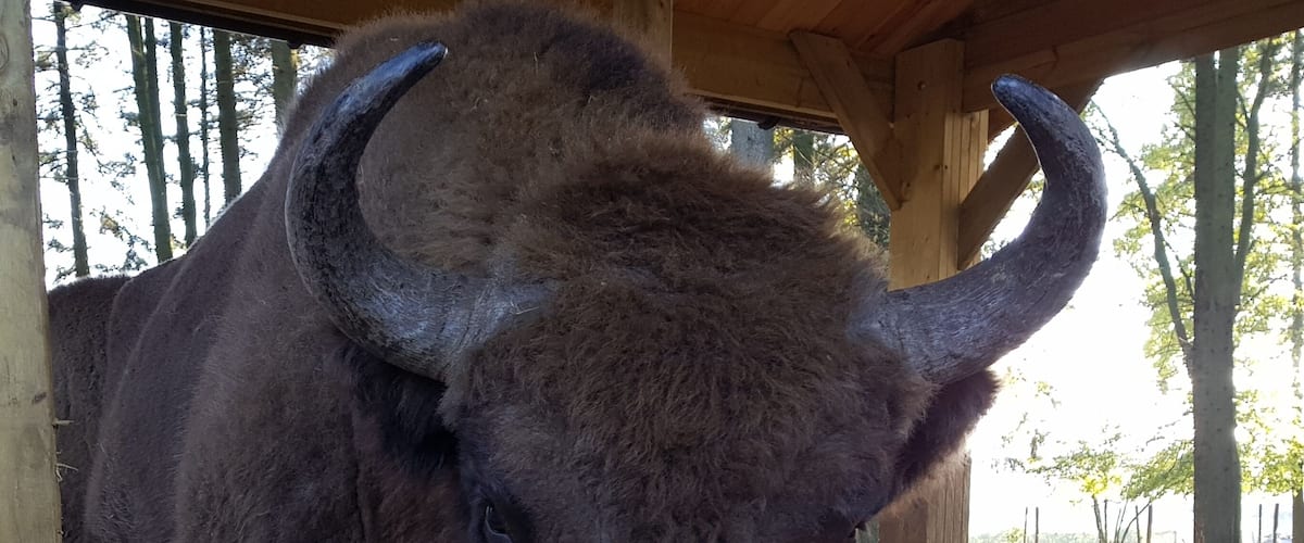 A bison in a wooden enclosure with hay on the ground.