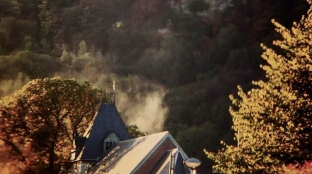 Racines 🌳🌲🌱🏞