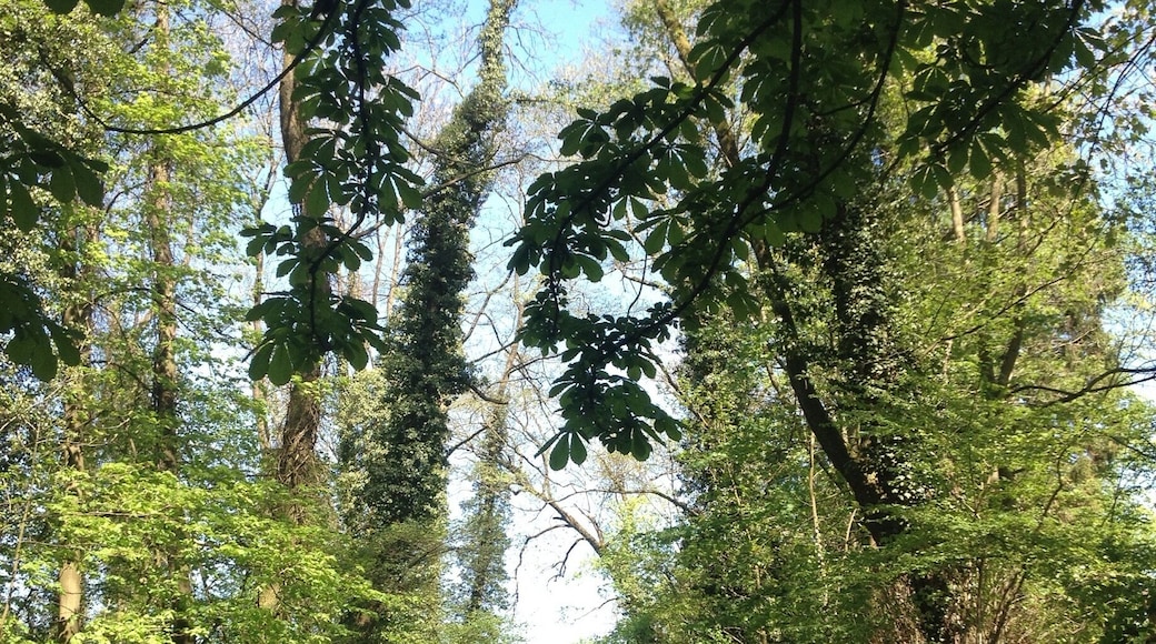 Mon coin de paradis.
Remouchamps ❤️