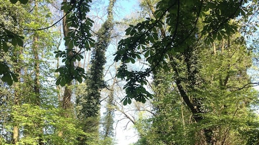 Mon coin de paradis.
Remouchamps ❤️