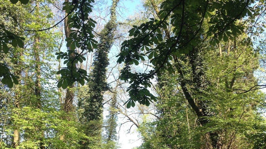 Mon coin de paradis.
Remouchamps ❤️