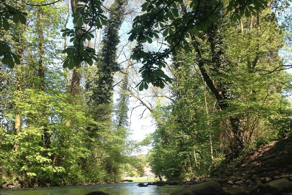 Een rivier die door een bos stroomt, met rotsen en bomen.
