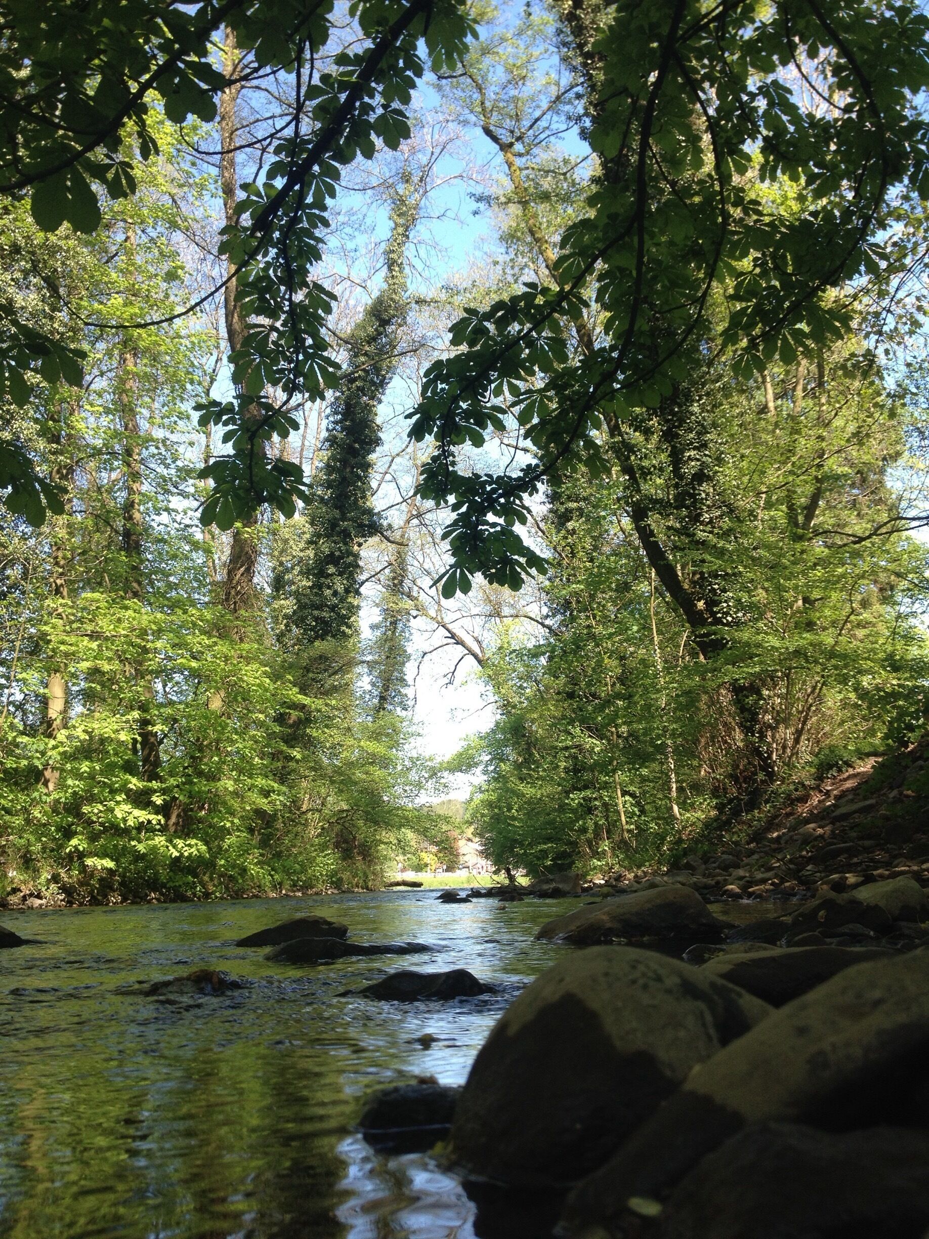 A river flowing through a forest with rocks and trees.