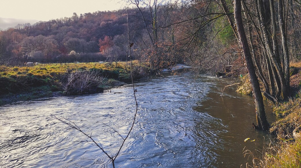 View on Viroin river in the forest surrounding the village of Viroinval in Belgium.