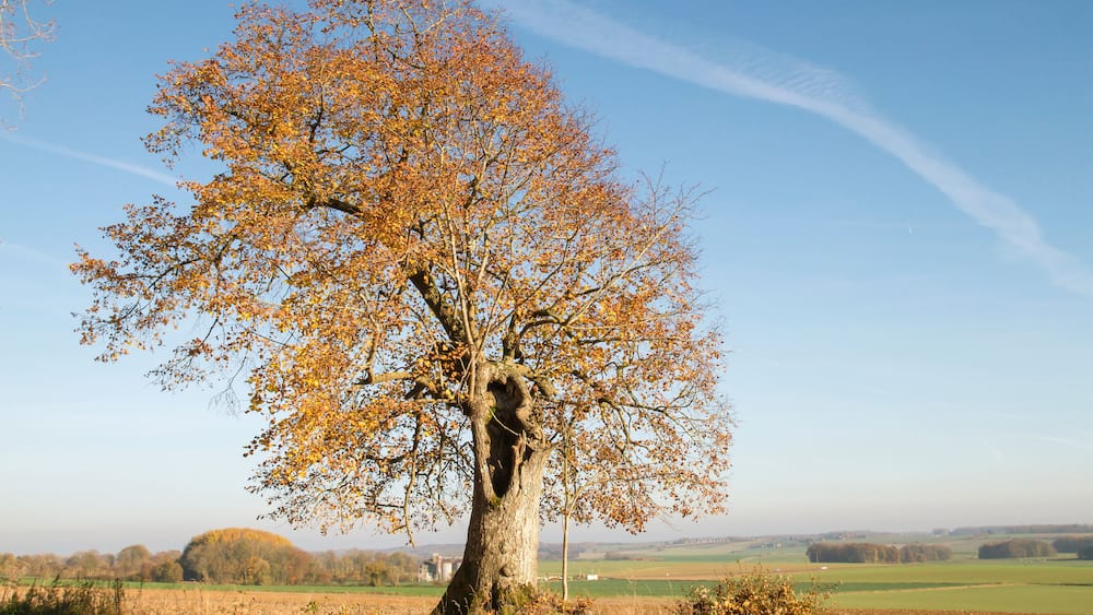 Un grand arbre aux feuilles d’automne, dans un paysage rural.