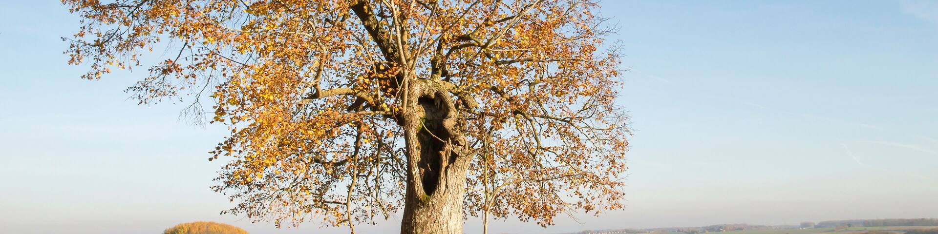 Saint-François common linden tree in autumn, Ohey, Belgium