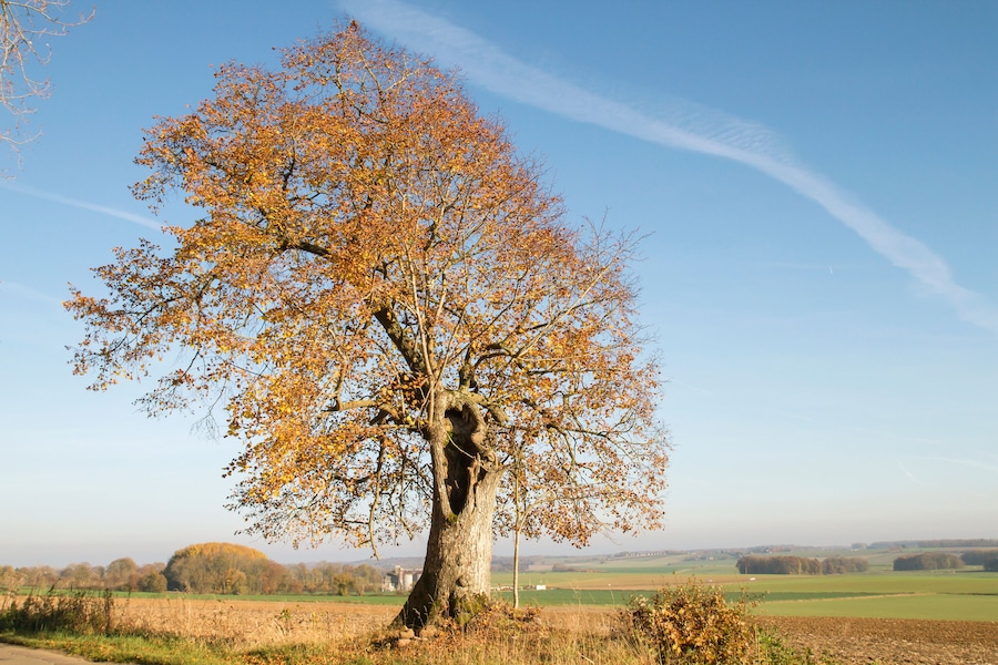 Saint-François common linden tree in autumn, Ohey, Belgium