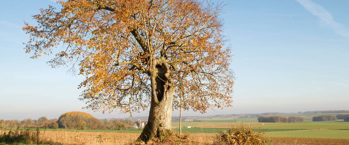 A large tree with autumn leaves in a rural landscape.