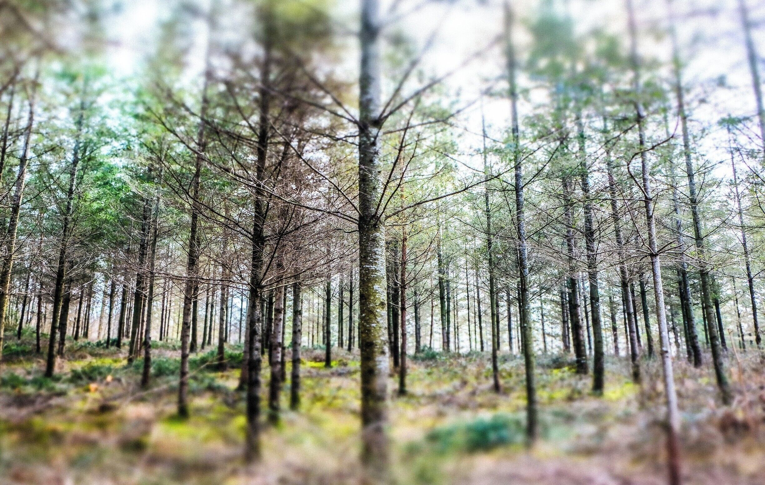 Ardennes Belges wood