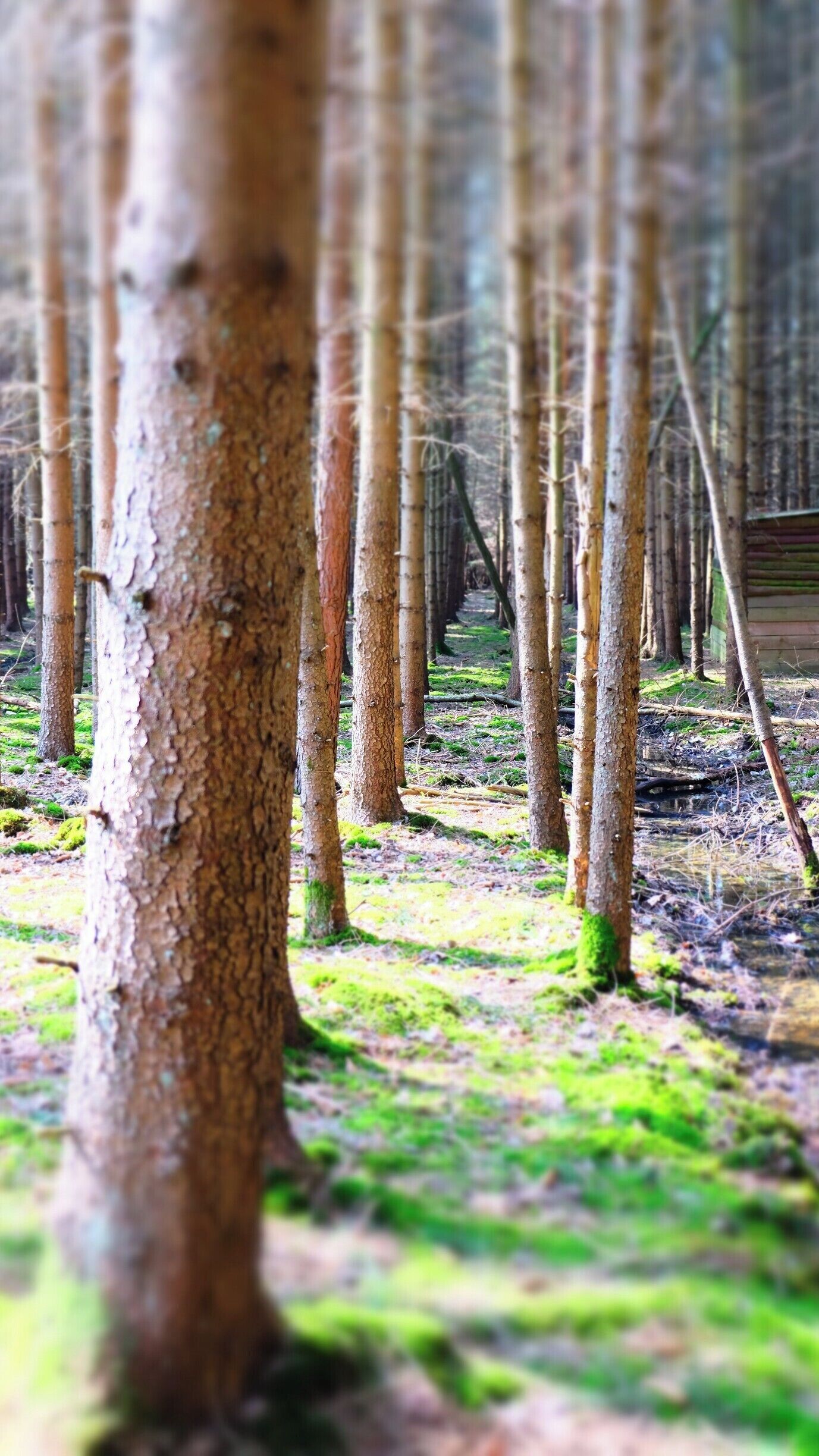 Ardennes Belges wood

