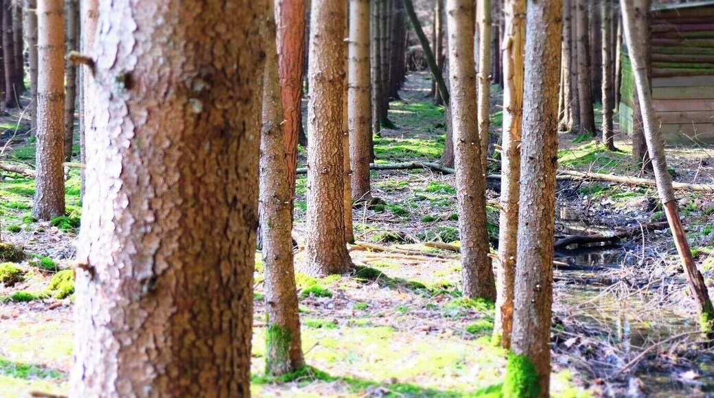 Ardennes Belges wood