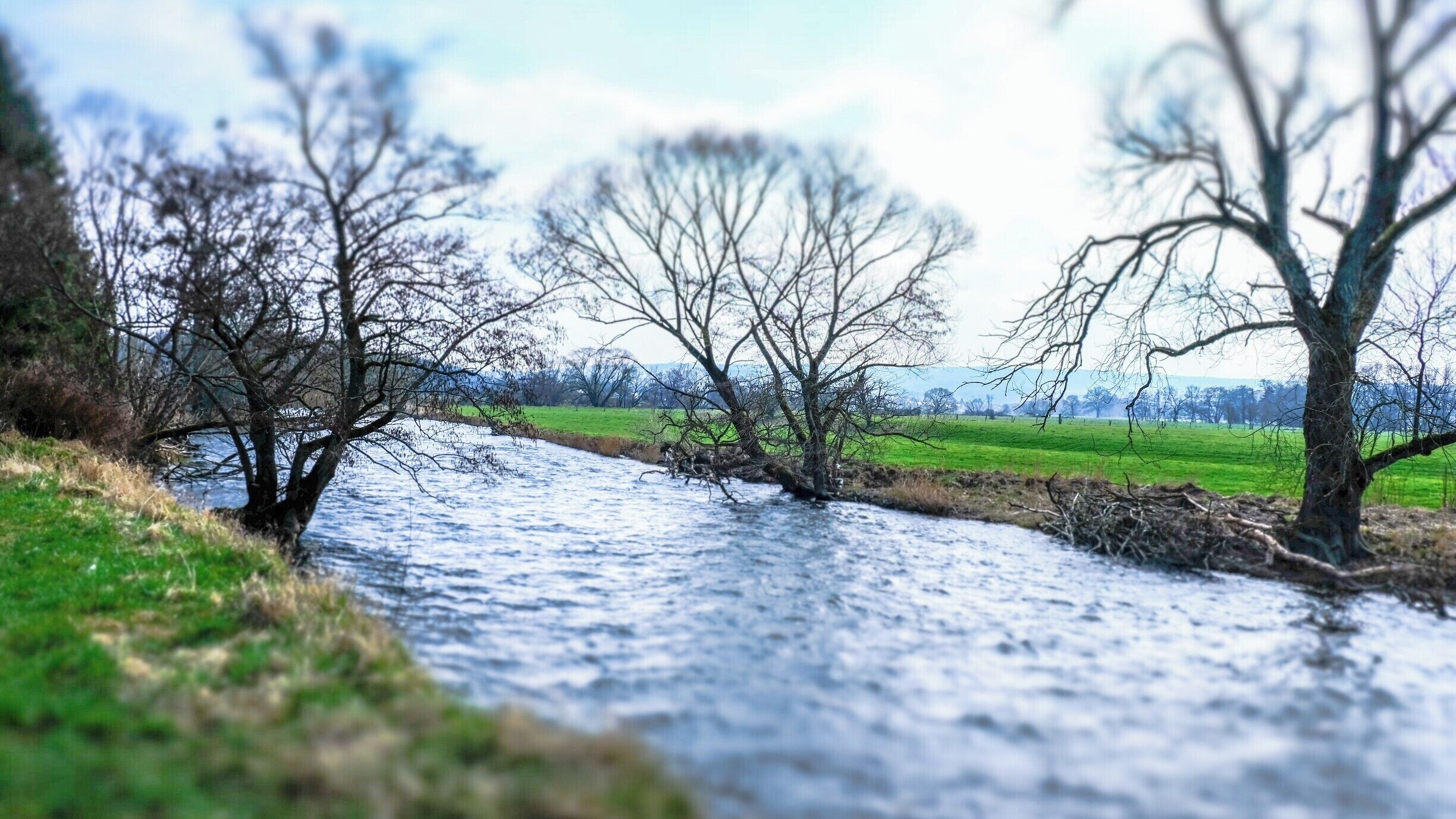 Ardennes Belges wood

