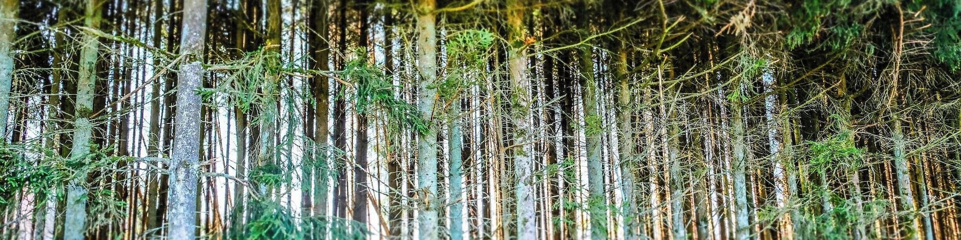 Ardennes Belges wood