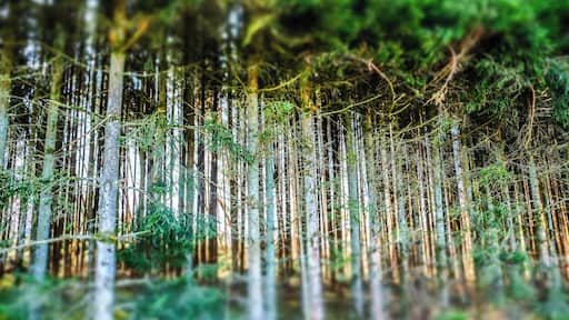 Ardennes Belges wood