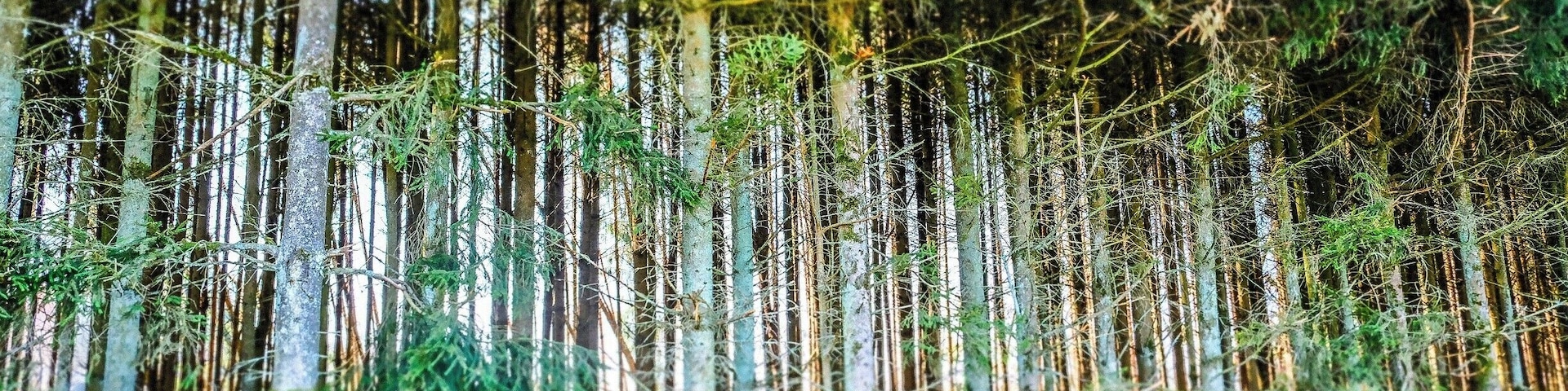 Ardennes Belges wood