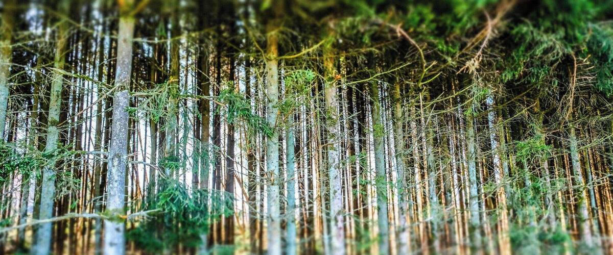 A dense forest with tall trees and undergrowth.